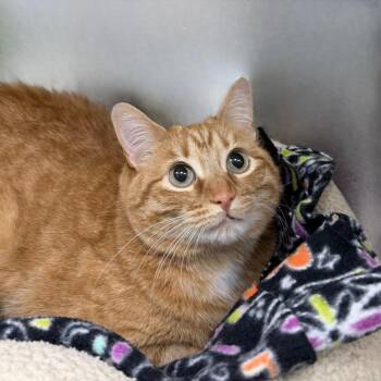 Domestic Short Hair Cats Available for Adoption in State College, Pennsylvania - Bunny | PetCurious