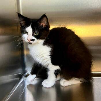 Melanie -  Domestic Medium Hair and Domestic Short Hair Cat for Adoption in Woodinville, Washington - Melanie | PetCurious