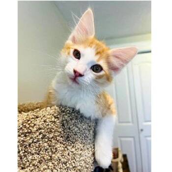 Sunny -  Tabby Cat for Adoption in Millcreek, Utah - Sunny | PetCurious