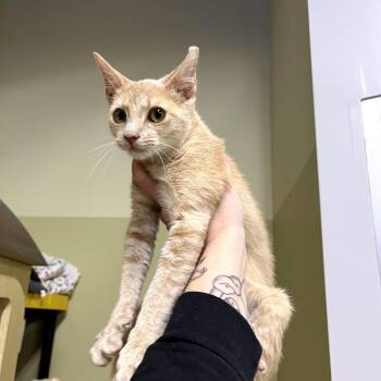Simon Cowell -  Domestic Short Hair Cat for Adoption in Philadelphia, Pennsylvania - Simon Cowell | PetCurious