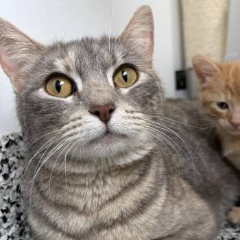 Domestic Short Hair Cats Available for Adoption in St. Louis, Missouri - Mistwillow | PetCurious