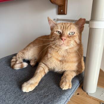 Big Orangie -  Domestic Short Hair Cat for Adoption - Big Orangie | PetCurious