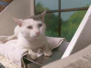 Domestic Short Hair Cats Available for Adoption - BOSS MAN | PetCurious