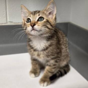 Porto -  Domestic Short Hair Cat for Adoption in Sarasota, Florida - Porto | PetCurious