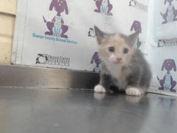 Rescue Domestic Short Hair Cats for Adoption in Orlando, Florida - ROSE | PetCurious