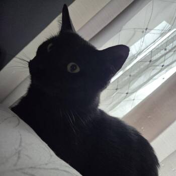 Lurch -  Domestic Short Hair and Mixed Breed Cat for Adoption in Matteson, Illinois - Lurch | PetCurious