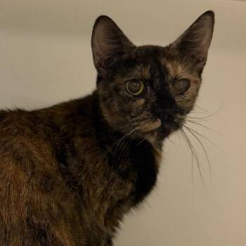 Fiona -  Domestic Short Hair Cat for Adoption in Philadelphia, Pennsylvania - Fiona | PetCurious
