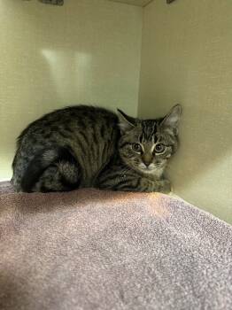 Rescue Domestic Short Hair Cats for Adoption in Winnipeg, Manitoba - Peppermint Mocha | PetCurious