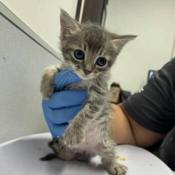 Patty -  Domestic Medium Hair Cat for Adoption in Tampa, Florida - Patty | PetCurious