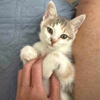 Phoebe -  Domestic Short Hair Cat for Adoption in Nantucket, Massachusetts - Phoebe | PetCurious