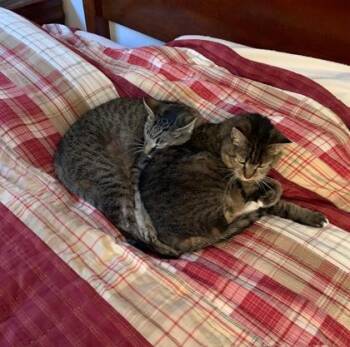 Luke -  Domestic Short Hair Cat for Adoption in Bridgewater, New Jersey - Luke | PetCurious