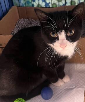 Domestic Short Hair Cats Available for Adoption in Webster City, Iowa - Mackenzie | PetCurious