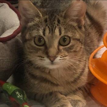 Domestic Short Hair and Tabby Cats Available for Adoption - Jael | PetCurious