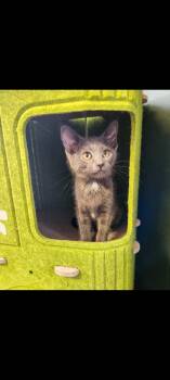 Rescue Domestic Short Hair Cats for Adoption in Lewis Center, Ohio - Phoebe (Friends Litter 1) | PetCurious