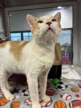 Johns Manville -  Domestic Short Hair Cat for Adoption in Kansas City, Missouri - Johns Manville | PetCurious