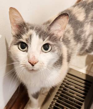 Rescue Dilute Calico Cats for Adoption in Philadelphia, Pennsylvania - Melody | PetCurious