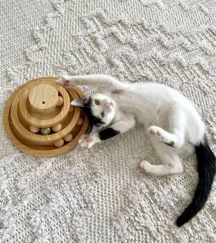 Rescue Domestic Short Hair Cats for Adoption - Lula | PetCurious