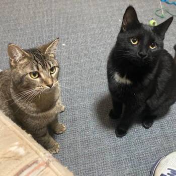 Domestic Short Hair Cats Available for Adoption - Angel | PetCurious