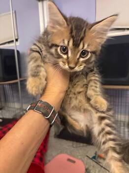 Rescue Domestic Long Hair Cats for Adoption in Treasure Island, Florida - Dune | PetCurious