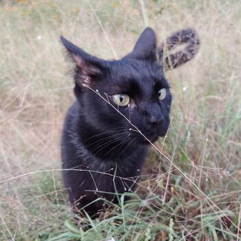 Rescue Domestic Short Hair Cats for Adoption in Fischer, Texas - Charles | PetCurious