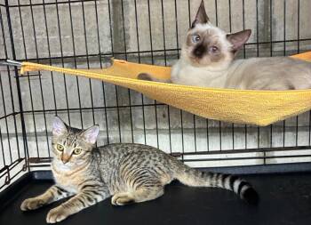 Rescue Siamese and Domestic Short Hair Cats for Adoption in San Juan, San Juan - Jassiel And Diego | PetCurious