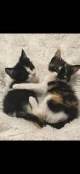 Panda -  Domestic Short Hair Cat for Adoption in Irving, Texas - Panda | PetCurious