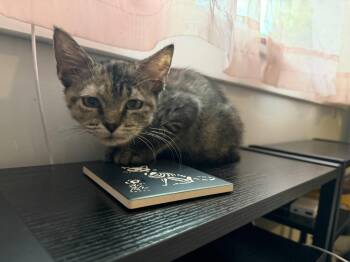 Lucy -  Domestic Short Hair Cat for Adoption in Philadelphia, Pennsylvania - Lucy | PetCurious