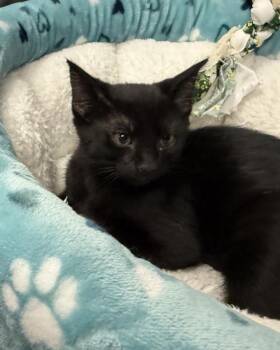 Thunder -  Domestic Short Hair Cat for Adoption in Richardson, Texas - Thunder | PetCurious