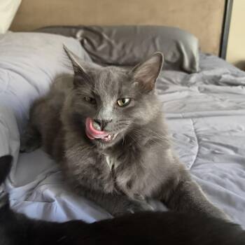 Bonpan -  Domestic Medium Hair Cat for Adoption in Cottonwood Heights, Utah - Bonpan | PetCurious