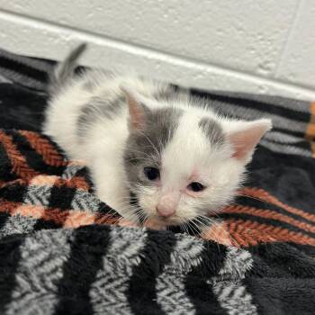 Nebula -  Domestic Short Hair Cat for Adoption in Spruce Pine, North Carolina - Nebula | PetCurious