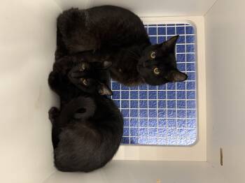 Rescue Domestic Short Hair Cats for Adoption in Oceanside, California - Ferraro Or Carmello | PetCurious