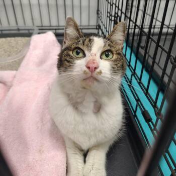 Samuel -  Domestic Short Hair Cat for Adoption in Coos Bay, Oregon - Samuel | PetCurious