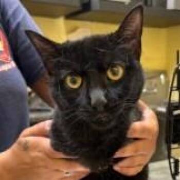 Domestic Short Hair Cats Available for Adoption in New York, New York - Moon | PetCurious