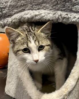 Domestic Short Hair Cats Available for Adoption - Larry | PetCurious