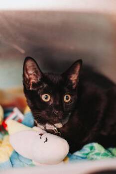 93544a Lima Beans -  Domestic Short Hair Cat for Adoption in North Charleston, South Carolina - 93544a Lima Beans | PetCurious