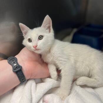 Domestic Short Hair Cats Available for Adoption in Greensboro, Georgia - Peggy Sue | PetCurious