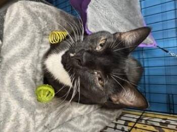 Lonnie -  Domestic Short Hair Cat for Adoption in Louisville, Kentucky - Lonnie | PetCurious