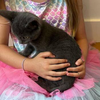 Storm -  Domestic Short Hair and Russian Blue Cat for Adoption in Escondido, California - Storm | PetCurious