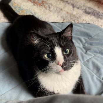 Wyatt -  Domestic Short Hair Cat for Adoption in Washington, District Of Columbia - Wyatt | PetCurious