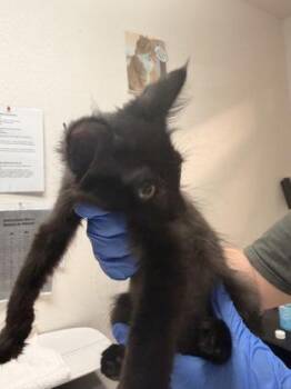 Kraken -  Domestic Short Hair Cat for Adoption in Sacramento, California - Kraken | PetCurious