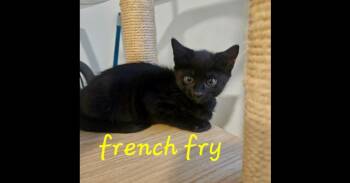 French Fry -  Domestic Short Hair Cat for Adoption in Chalfont, Pennsylvania - French Fry | PetCurious