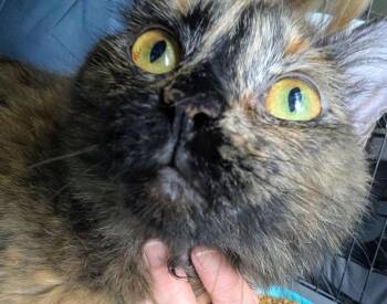 Glory -  Domestic Medium Hair Cat for Adoption in Louisa, Virginia - Glory | PetCurious