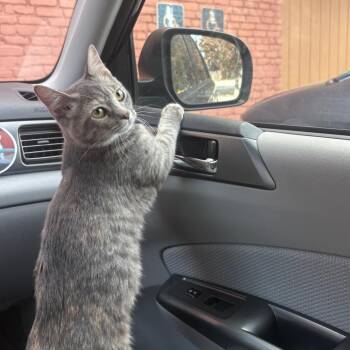 Buffie -  Domestic Short Hair Cat for Adoption in St. Louis, Missouri - Buffie | PetCurious