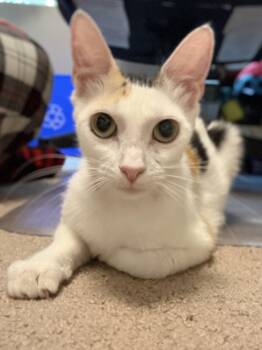 Fiona -  Domestic Short Hair Cat for Adoption in Fruit Heights, Utah - Fiona | PetCurious