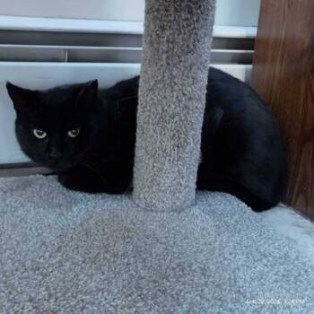 Rescue Domestic Short Hair Cats for Adoption in Skippack, Pennsylvania - Matilda | PetCurious