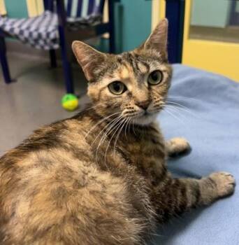 Domestic Short Hair Cats Available for Adoption in Richmond, Virginia - Putty Kat | PetCurious