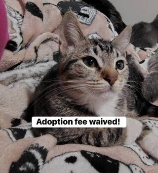 Rescue Domestic Short Hair Cats for Adoption in Inman, South Carolina - Jack | PetCurious