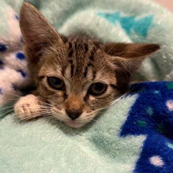 Rescue Domestic Short Hair Cats for Adoption in Estacada, Oregon - Annie Wilkes | PetCurious