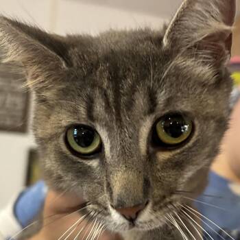 Misty -  Domestic Short Hair Cat for Adoption in Hanna City, Illinois - Misty | PetCurious