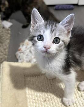 Louise -  Domestic Short Hair Cat for Adoption in Beaverton, Oregon - Louise | PetCurious